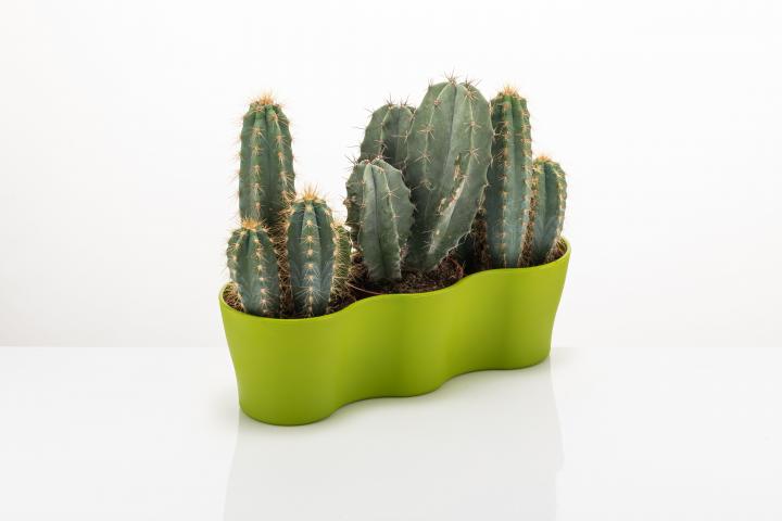 Сандъче 30х9х8 см Gardenya Cactus микс цветове, снимка 3 - Саксии, кашпи, вази