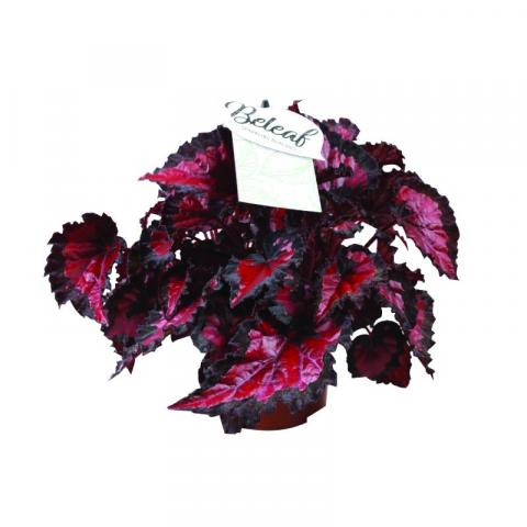 Бегония Beleaf Inca Night ф12 см h22 см - Зеленолистни