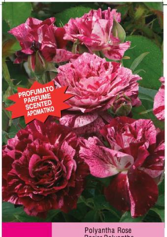 Японска роза Polyantha 2л, микс, снимка 2 - Външни растения