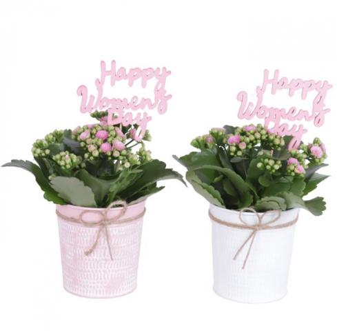Каланхое Happy Women's Day ф10 см h20-25 см - Цъфтящи