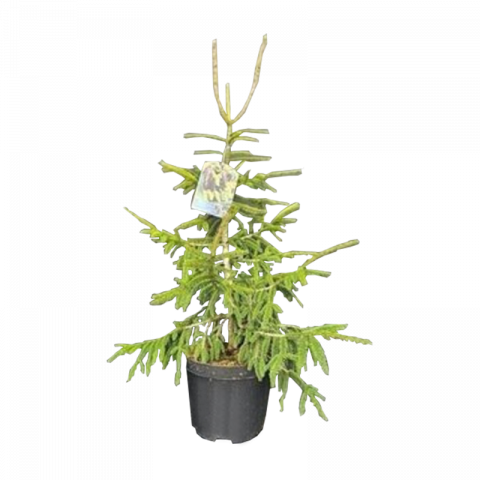 Пицеа Оrientalis Aureospicata Ф26см, H80см - Иглолистни храсти и дървета