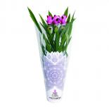 Куркума Siam Splash ф14 см h65-70 см