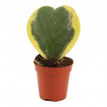 Хоя Kerrii Variegata ф6 см h11-15 см