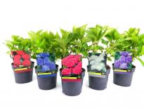 Хортензия Macrophylla 30/50 2 л с цветен етикет
