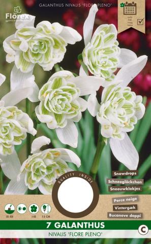 Луковици PC Кокиче Flore Pleno 4/5, 7бр. - Кокичета