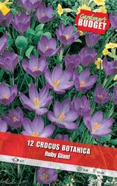Луковици Budget Garden, снимка 6 - Външни растения