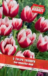 Луковици Budget Garden, снимка 16 - Външни растения