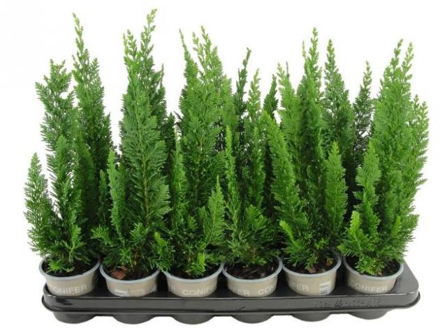Лъжекипарис Lawsoniana Little Spire ф9 см H20 см - Иглолистни храсти и дървета