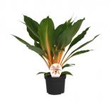 Хлорофитум Green Orange ф12 см h30 см