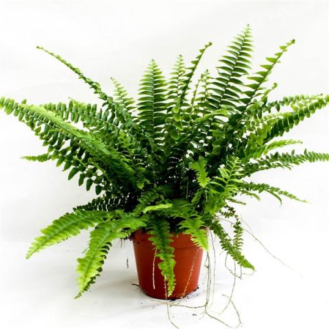 Нефролепсис Green Lady ф12 см h35 см - Зеленолистни