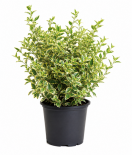 Лигуструм Variegata 3л
