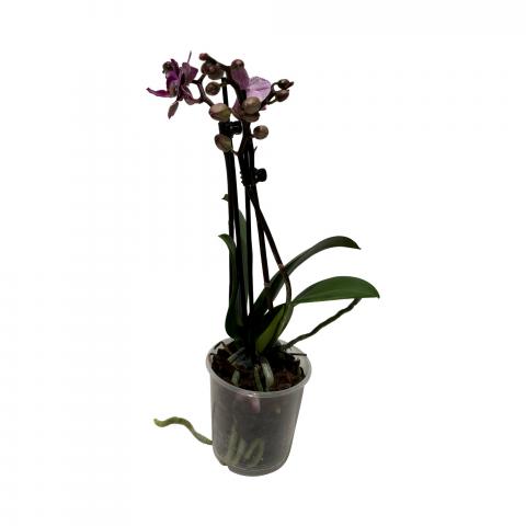 Орхидея Phalaenopsis ф9 см h25-35 см, снимка 3 - Орхидеи