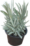 Лавандула Angustifolia ф9 см
