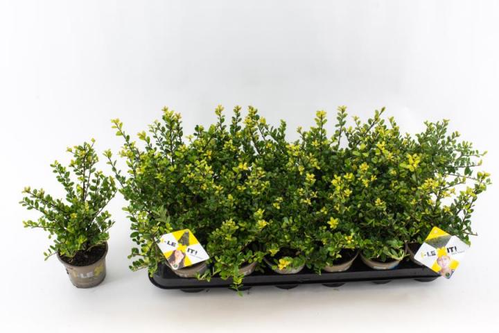 Илекс Crenata Dark Green  ф9см H15 см - Листопадни храсти и дървета