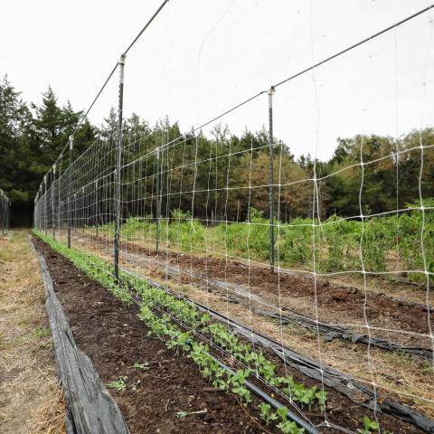 Мрежа за увивни растения Rossima 8 г/м2 1,7 x 20 м - Принадлежности за връзване