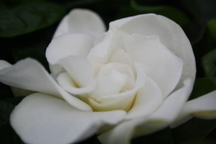 Гардения Jasminoides ф13 см h25-30 см, снимка 3 - Цъфтящи