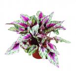 Бегония Beleaf Maui Sunset ф12 см h22 см
