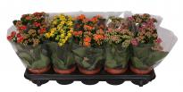 Каланхое микс ф10.5 см h22-27 см