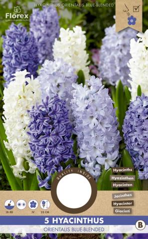 Луковици Зюмбюл Orientalis Blue, 5бр. - Външни растения