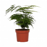 Аспарагус Plumosus ф12 см h28 см