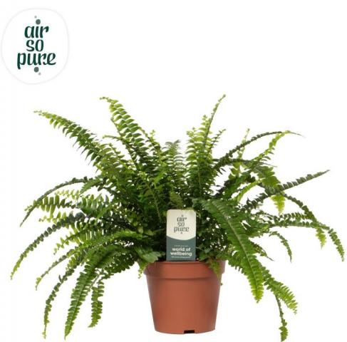 Нефролепсис Green Lady ф12 см h30 cм - Зеленолистни