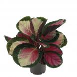 Калатея Rosepicta Rosy ф14 см h45 см