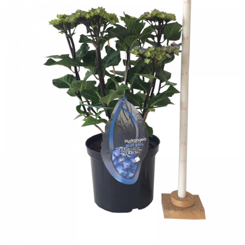 Хортензия BS Blue ф23 см H45 см - Пролетни балконски цветя