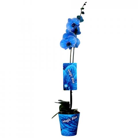 Фаленопсис Royal Blue ф12 см h50-70 см - Орхидеи