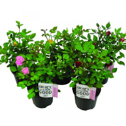 Роза Patiohit микс ф17 см h20-25 cм - Цъфтящи