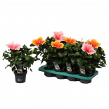 Хибискус Rosa-Sinensis Tutti Frutti mix ф13 см h35 см