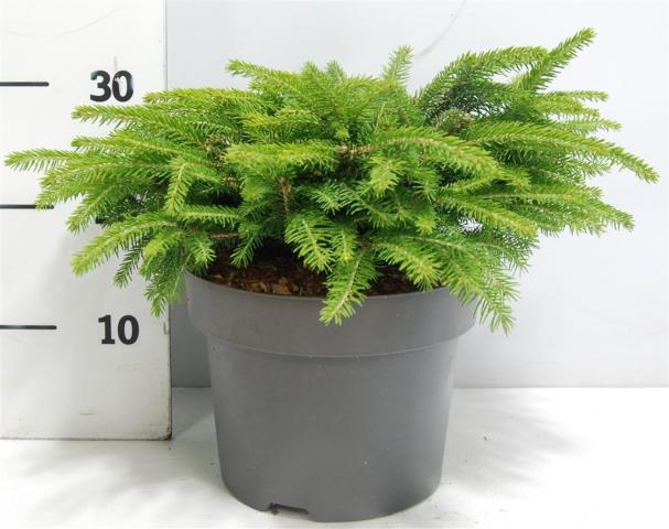 Смърч Abies Nidiformis 5 л - Иглолистни храсти и дървета
