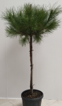 Пинус Pinea 150 см