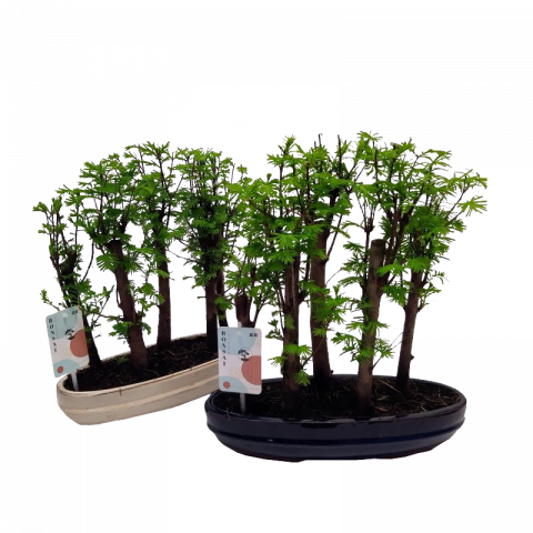 Бонзай Metasequoia Forest ф30 см h37 см - Бонзаи