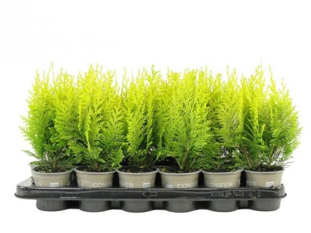 Лъжекипарис Lawsoniana Ivonne ф9 см H20 см - Иглолистни храсти и дървета