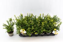 Илекс Crenata Dark Green  ф9см H15 см