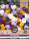 Луковици PP Минзухар Grandiflora микс 30бр