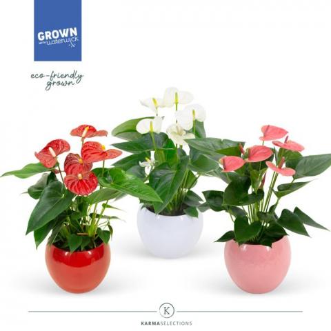 Антуриум Grandiflora ф12 см h40 см - Цъфтящи
