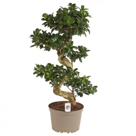 Фикус micr. Ginseng ф24 см h80 см - Зеленолистни