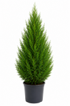 Купресокипарис Leylandii 150-175 см 9 л