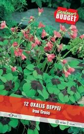 Луковици Budget Garden, снимка 3 - Външни растения