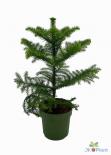 Араукария Hetrophylla ф14 см h40 см