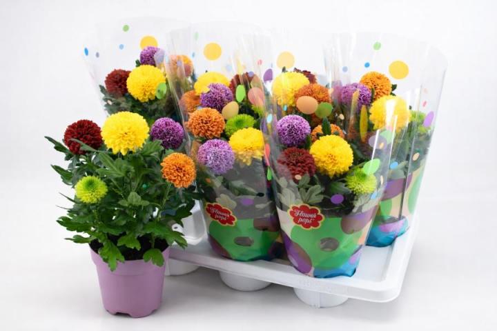 Хризантема Flowerpops ф14 см H35см - Външни растения