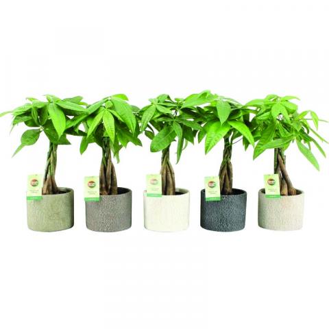 Пахира Aquatica Classic Stone в керамична саксия ф14 см h50-55 см - Зеленолистни