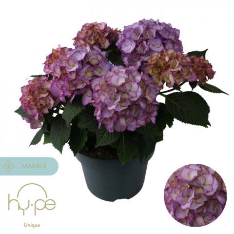 Хортензия (Хидрангея) Macrophylla Ave Blue ф23 см - Пролетни балконски цветя