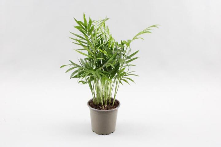 Хамедорея Elegans ф9 см h30 см - Зеленолистни