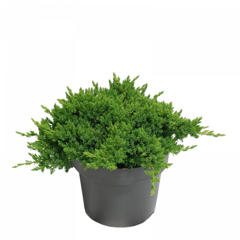 Юниперус Procumbens Nana 5 л - Иглолистни храсти и дървета