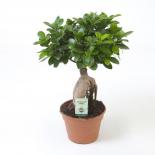 Фикус Microcarpa Ginseng ф17 см h50 см