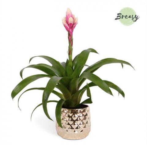 Гузмания Rockyflower Candy ф12 см h48 см - Тиландсии и бромелии