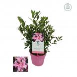 Азалия японика Ф13см Pink Spider