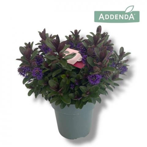 Хебе Addenda Vinoa Purple ф15 см H35 см - Външни растения